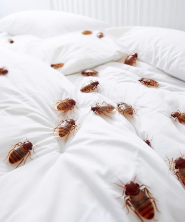 traitement thermique contre les punaises de lit