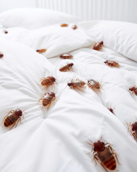 traitement thermique contre les punaises de lit