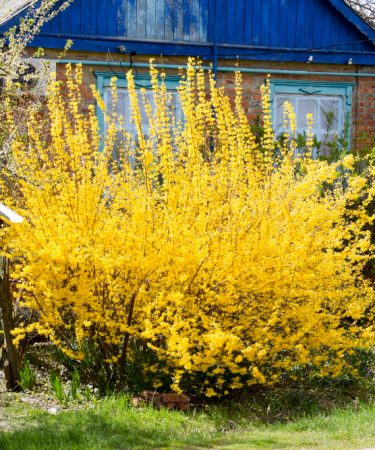 planter un mimosa près d'une maison sans risques