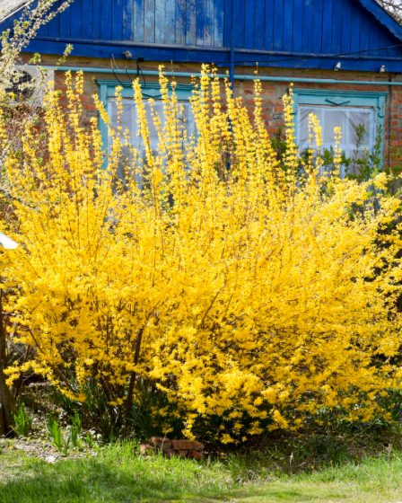 planter un mimosa près d'une maison sans risques