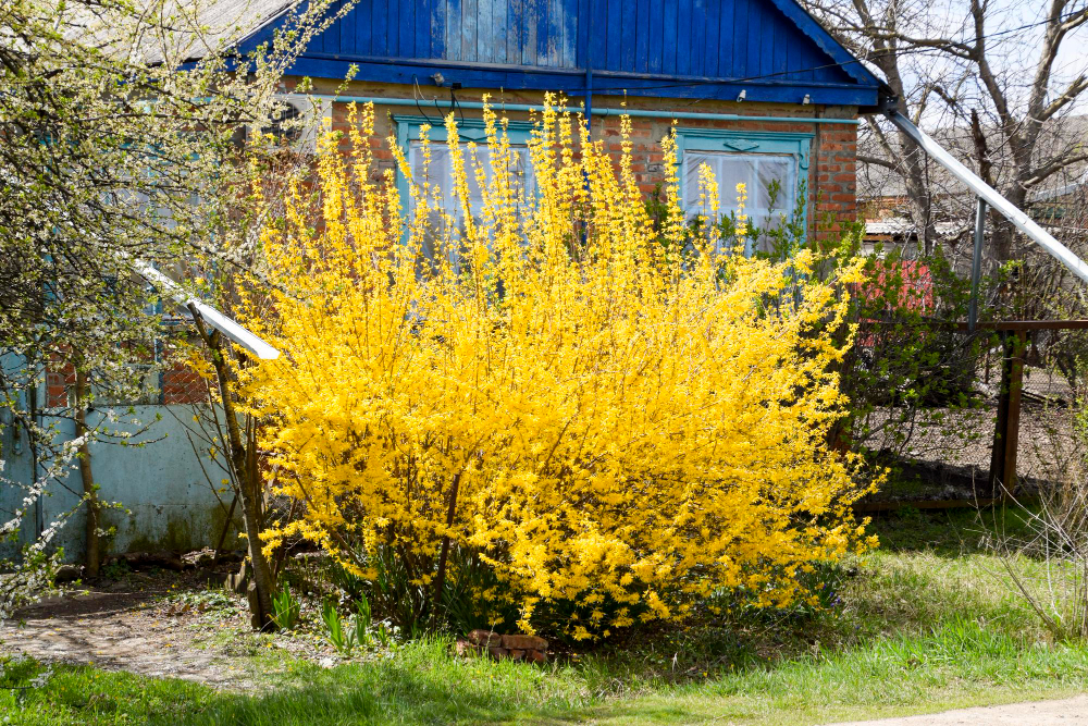 planter un mimosa près d'une maison sans risques