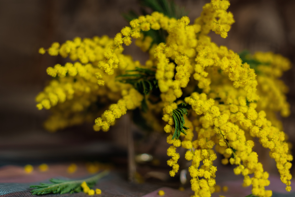  planter un mimosa près d'une maison 