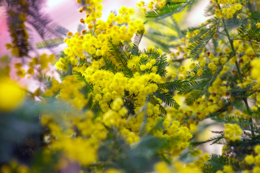  planter un mimosa