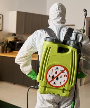 se débarrasser efficacement des moucherons dans la maison